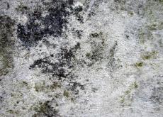 wall texture stone alga