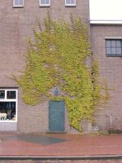 bricks mortar stone wall brick door plant on wall