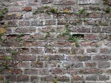 walls, texture, mansonry, weathered, overgrown, mossy, moss