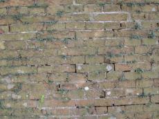 walls masonry texture brickwall coarse overgrown
