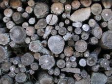 wood tree trunks diameter log logs firewood