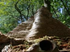 bark tree wood canopy green leaves