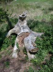 nature landscapes woods lumber trunk dead forrest