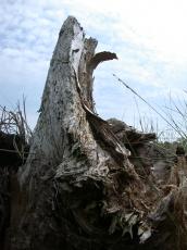 tree stump dead tree rotten dry