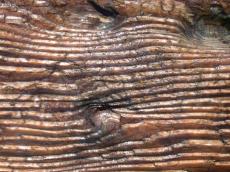 wood bark hard wooden sponge spongy groove grooves brown shiny