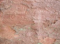 textures wood bark tree