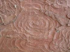 bark tree texture nature pattern
