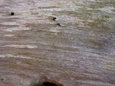 wood texture fine