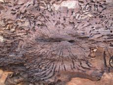 wood rotten worm