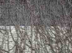 wood woods root roots wall texture branch branches