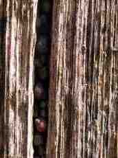 wood woods pole weathered snail seasnail snails seasnails