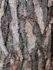 woods texture pine bark coarse