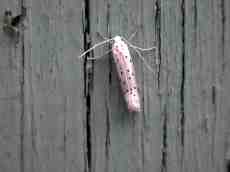 exotic beatle wooden fence purple pink long feelers wings bug insect moth black specks speckled