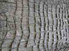 bark tree trunk