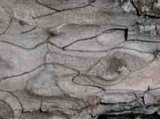 wood woods texture bark coarse