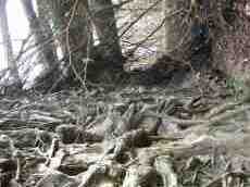 roots tree forest
