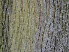 bark tree wood