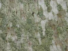 wood bark textured fine crags green