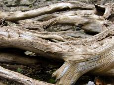 wood bark veins wooden forest dead