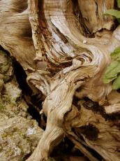 wood rotten tree trunk swirl 