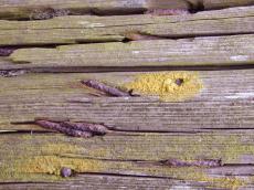wood nail weathered green moss texture rust grooves fence