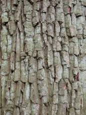 bark wood trunk