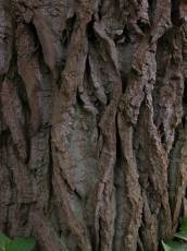 tree bark brown wood