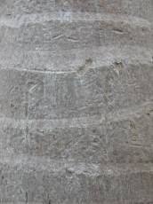 woods texture palm palmtree bark fine