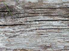 tabus old rotten wood tree plank