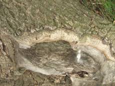 tabus woods wood bark texture tree nature