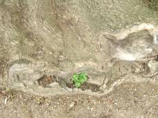 tabus wood bark plant