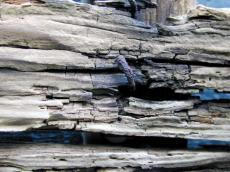 texture wood weathered burned nails rusted