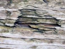 textures wood wet old