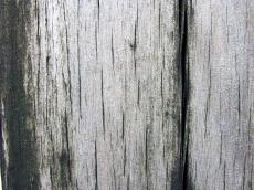 texture wood weathered blank fine