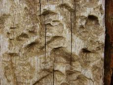 wood bark tree old worn cracks splinter splinters bark brown