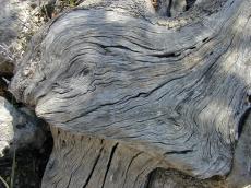wood texture olivetree knot