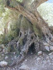 trees nature woods wood bark tree hole knotted root olivetree roots