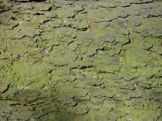 bark tree texture green moss