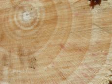 wood tree cut thorugh sawn yearring yearrings