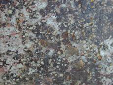 grounds metal bark texture rust leafs dotted smooth