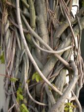 wood woods textures root roots branch branches climbingplant