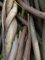 wood tree plant vines entwined 