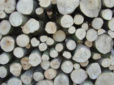 wood pile sawed circles texture trunks