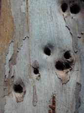 old dead tree holes rotten dry