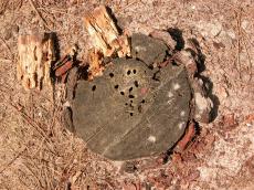 deadwood ferntree wood woods texture trunk treetrunk sand