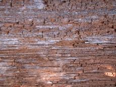 wood rotten brown dry