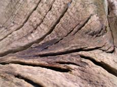 wood rotten brown dry log curved cracks