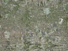 woods bark fine moss nature