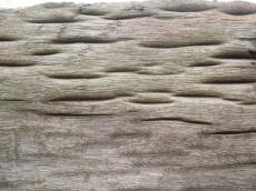 wood dense thick hard bark nerves rounded groove grooves