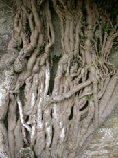 tree twig twigs root roots intertwined interwoven natural alien shapes